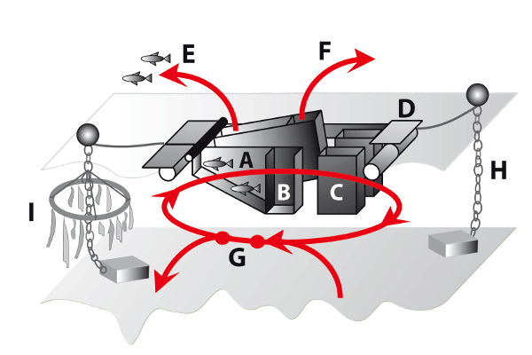Entwicklung von RAS Anlagen im Sektor ökologische multitrophe Fischzucht.